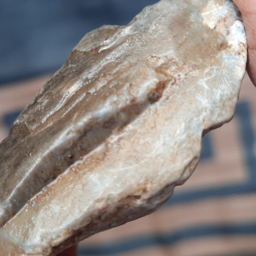 Petrified wood